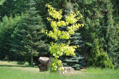 Quercus rubra 'Aurea' - dub červený 'Aurea' - jarní habitus - (51)